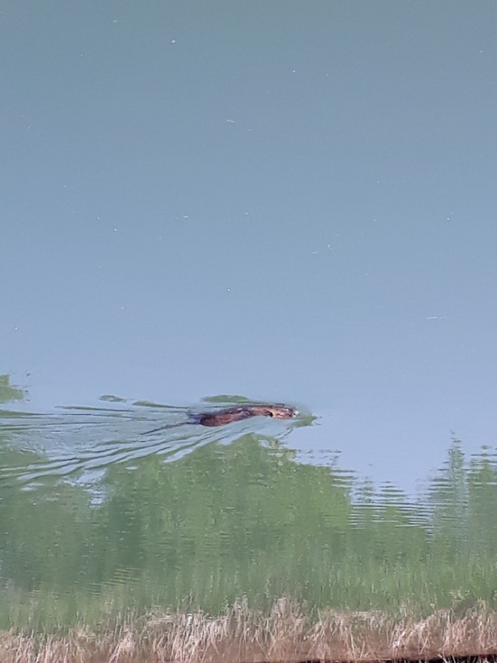 Een otter