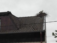 Ooievaarsnesten op de daken
