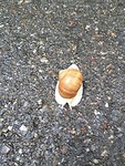 Dikke slak ,🐌