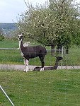 Lama's