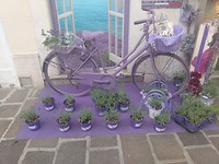 Fiets met lavendel