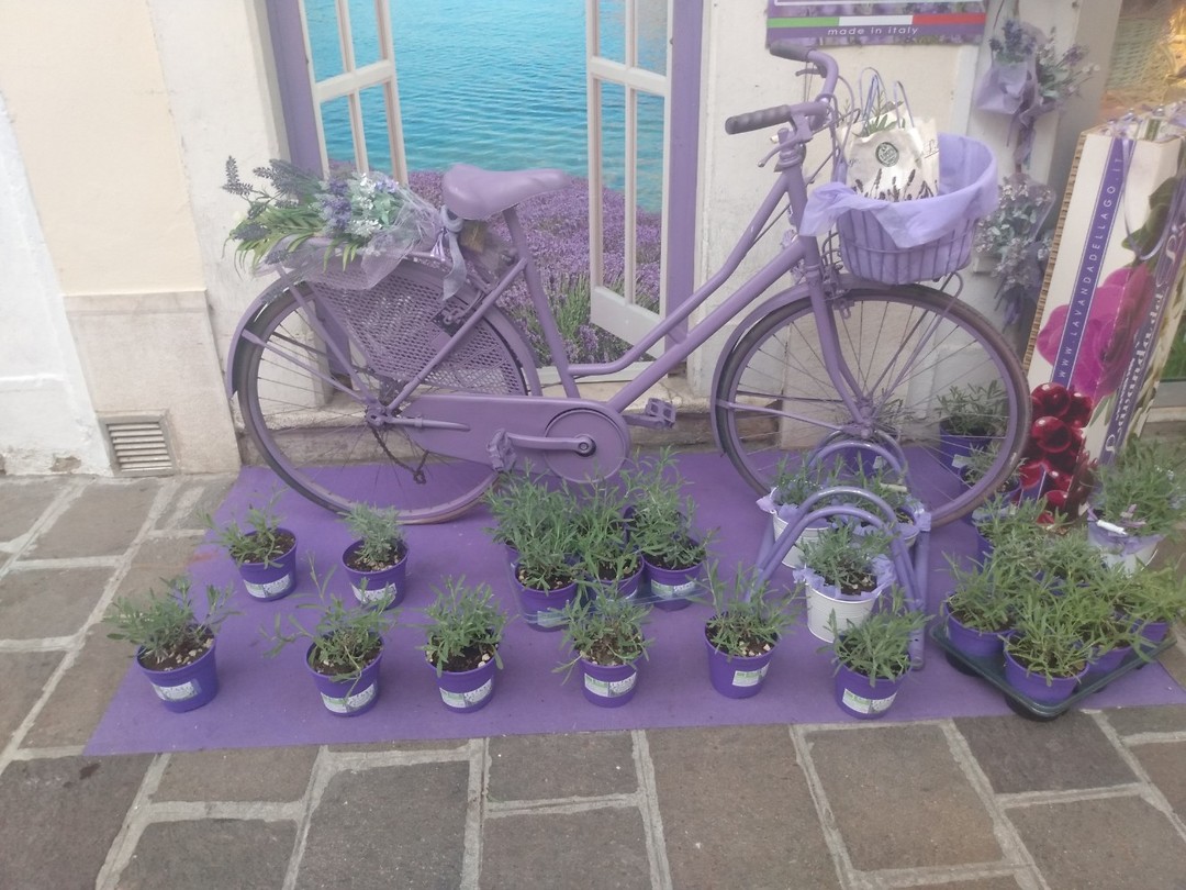 Fiets met lavendel