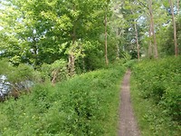 Fietsen over bospad