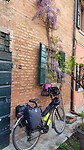 De Wisteria is overal in bloei. Bastiglia