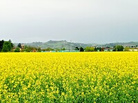 Koolzaadveld met op de achtergrond de Apenijnen