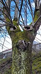Hertenboom?