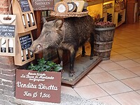 Wild swien gesignaleerd in San Gimignano