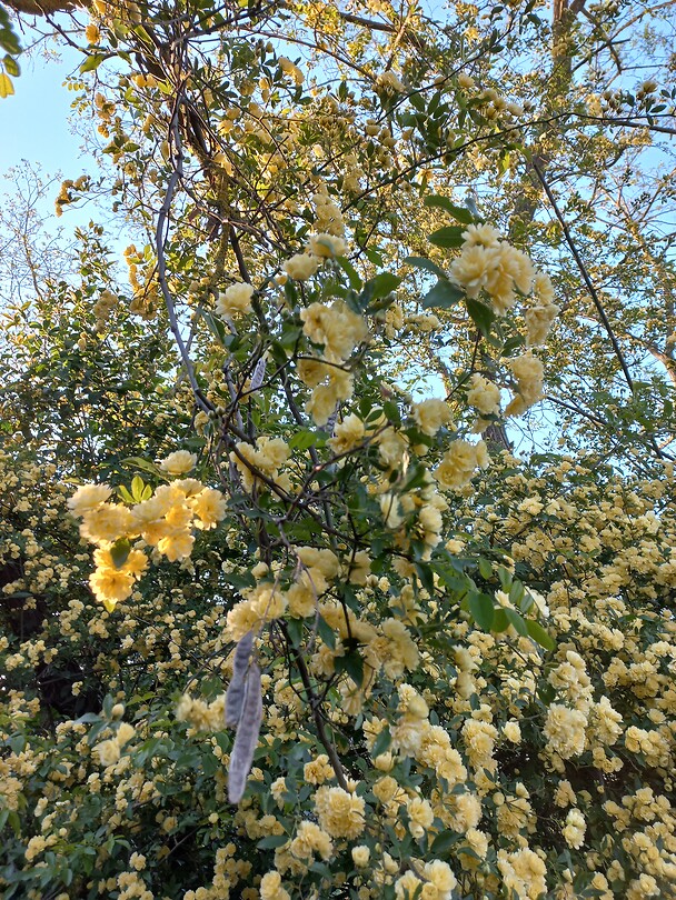 Bertolle, tuin van de B&B