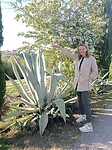 Mega grutte agaves