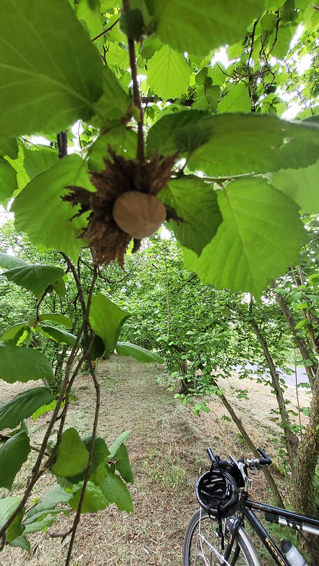 De hazelnotenboom