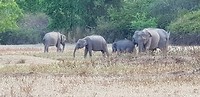 Tuktuksafari