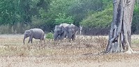 Tuktuksafari