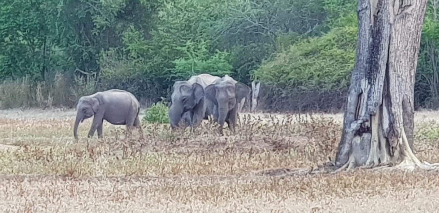 Tuktuksafari