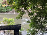 De Ganges. En een dood varken....