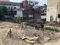 Varanasi