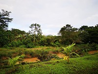 Canas