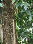 Leguana