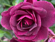 De rozentuin in de botanische tuin