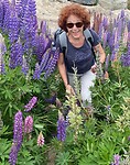 Lupinen in overvloed