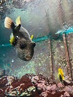 Zee-aquarium