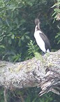Geen idee welke vogel