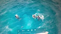 Ff de sharks voeren. Lekker snorkelen.