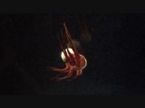 Jellyfish Slowdance