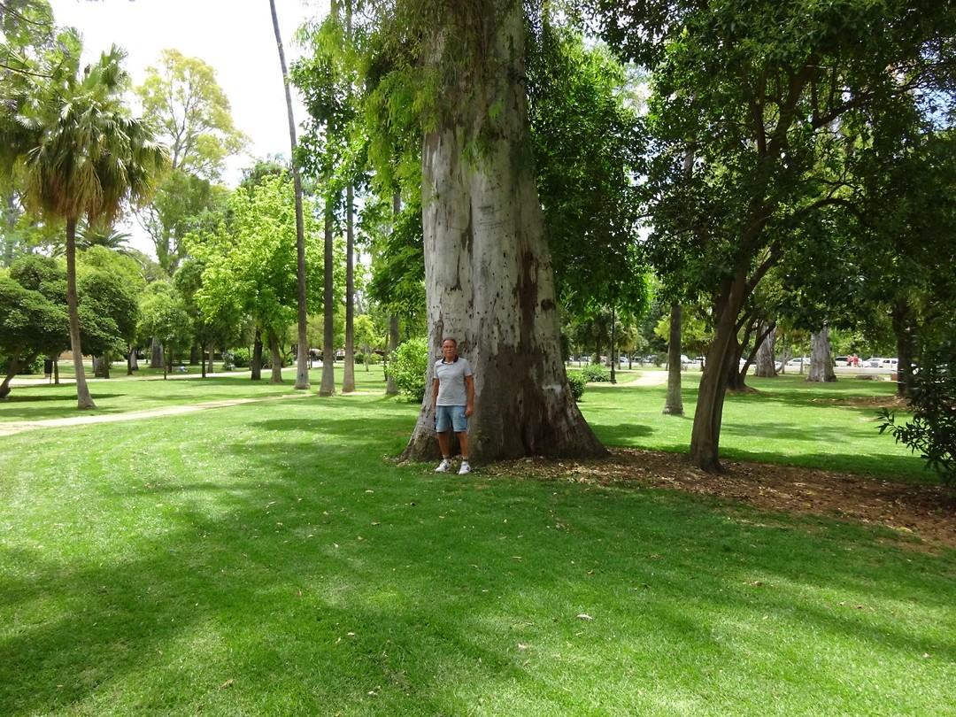 Oude bomen