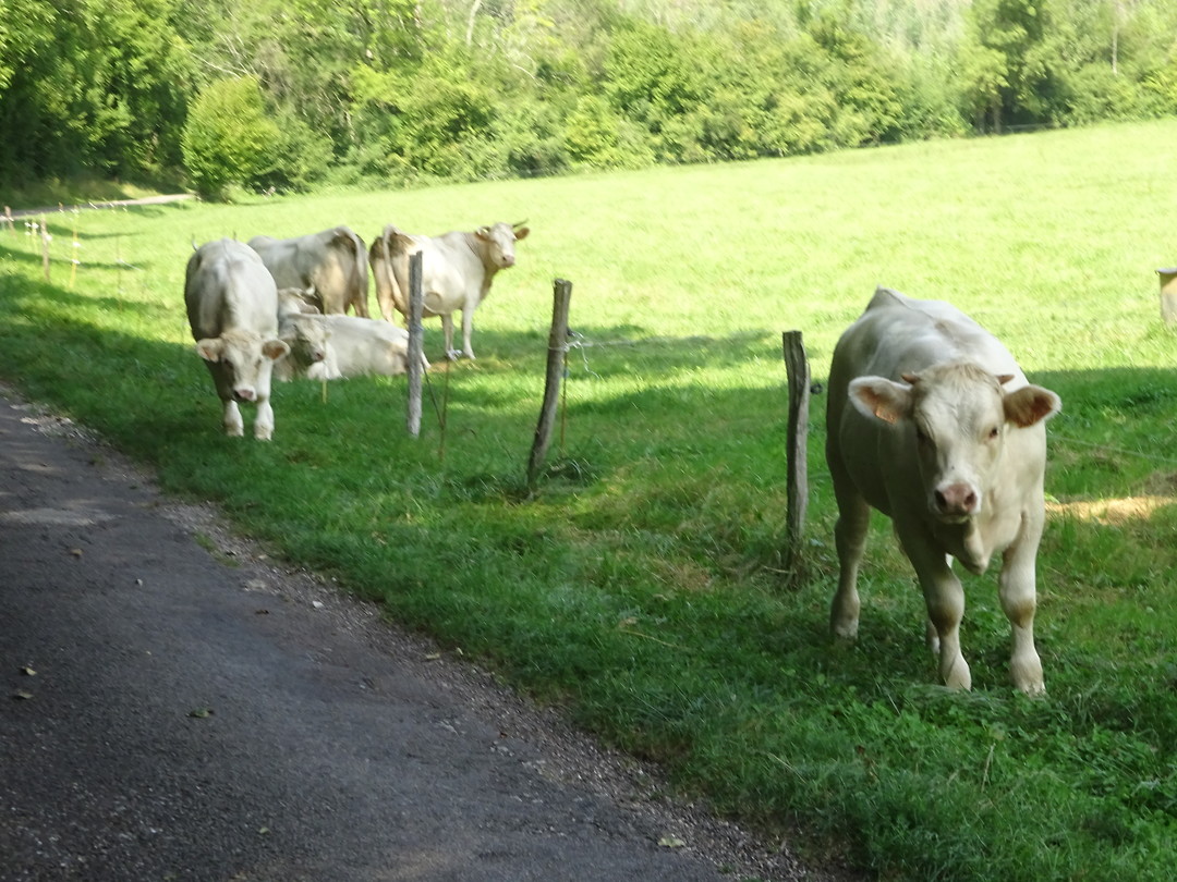 Deze twee vinden het gras lekkerder aan de andere kant van het draad!