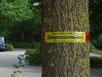 Ook hier waren prosessierupsen