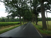 Veel van dit soort wegen, smal en bomen aan weerszijde