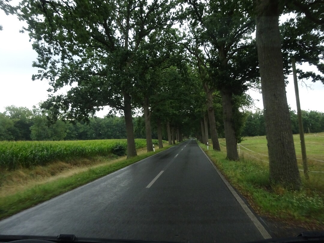 Veel van dit soort wegen, smal en bomen aan weerszijde
