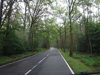 En bossen