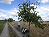 Veel fruitbomen langs de kant van de weg