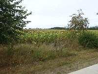 Veel zonnebloemen