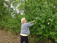 Bep haalt nog een maaltje pruimen van de boom