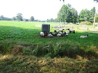 Ook schapen in de wei
