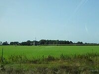 De molen bij Gorssel