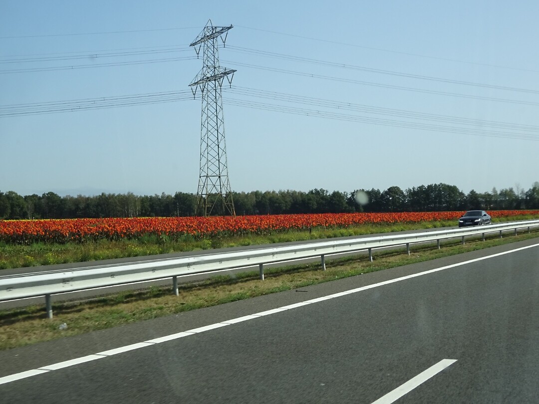 Velden met mooie bloemen