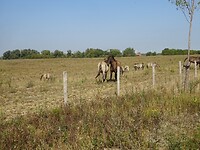 Wilde paarden?