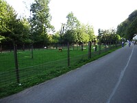 Alpaca’s