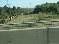 Een goederentrein met wat?