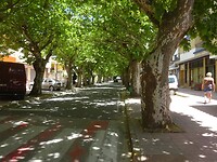 Straat met Platanen
