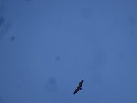 Van deze roofvogels zagen we er veel!