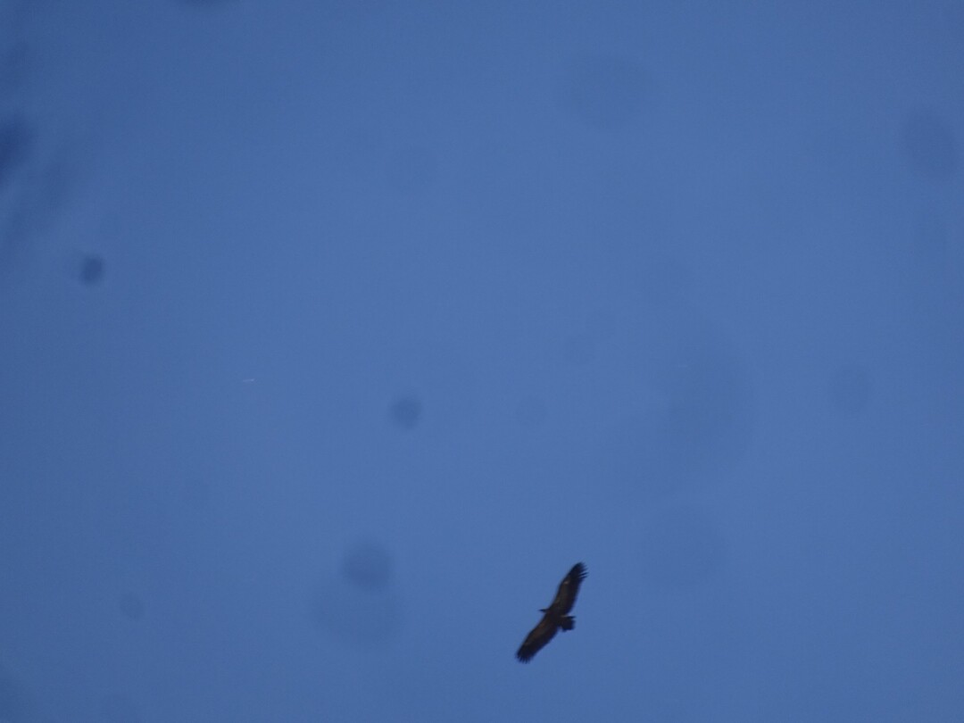 Van deze roofvogels zagen we er veel!
