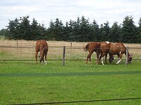 Links en rechts zijn drachtig, die ander is het veulen van het gevlekte paard (1jaar)