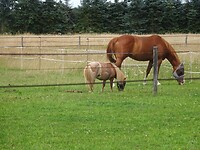 Ook nog een pony met eigen wil!