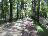 De weg naar Heeten, door een bos