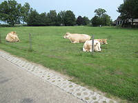 Vleeskoeien