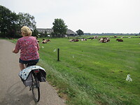 Melkkoeien